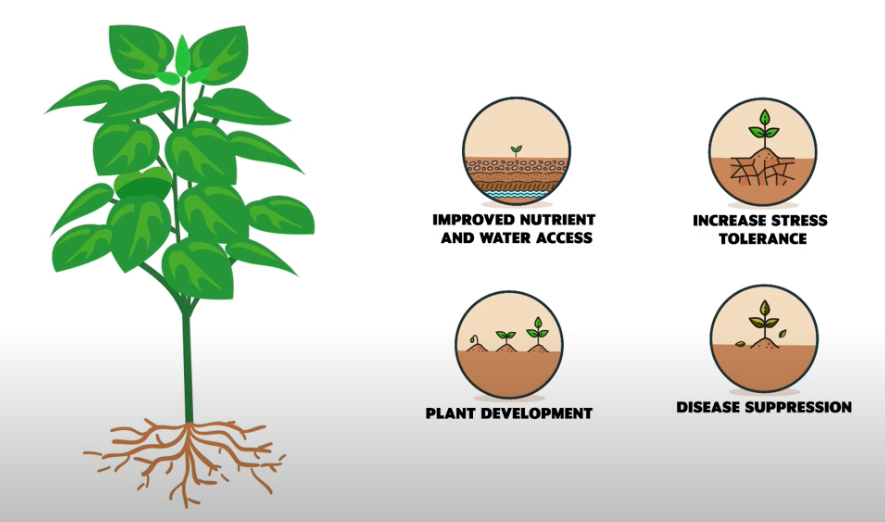 Illustration of a plant with four circles depicting how microbes contribute to plant health through 1) improved nutrient and water access, 2) increased stress tolerance, 3) through plant development, and 4) disease suppression.